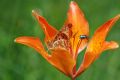 Lilium bulbiferum subsp. bulbiferum